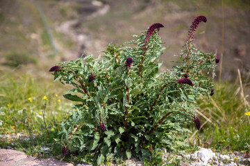 Purple crowwort - Lysimachia atropurpurea - is a species from the Primulaceae family.