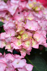 Fototapeta na wymiar French hydrangea flowers