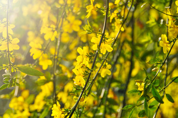 yellow flowers in spring