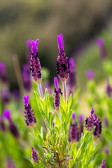 Wild flower, scientific name; Lavandula stoechas