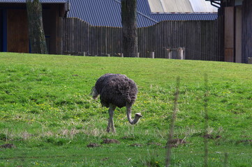 ostrich grazing