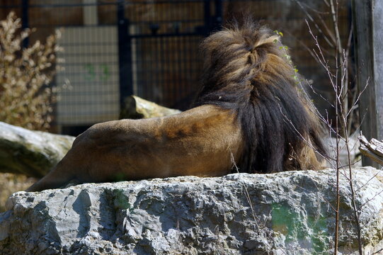 the back of a lion