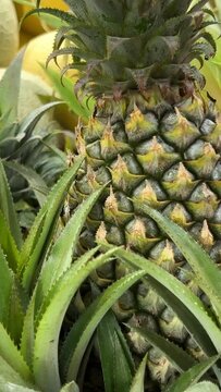 Pineapple plantation with ripe growing pineapples close. High quality 4k footage