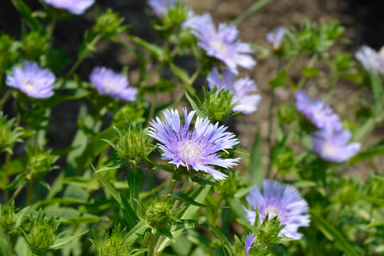 Stokes aster flowers