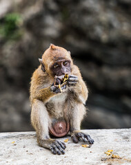 Pozująca mała małpka małpa z bananem