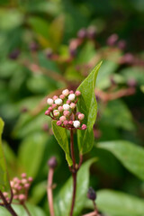 Laurustinus flower buds