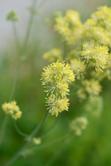 Obraz premium Common meadow rue flowers