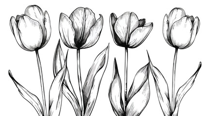 Tulip flower graphic black white isolated sketch