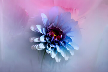  flowers in the background of white  fog, colorful flowers  soft background art   paintings