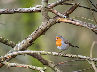 Rotkehlchen (Erithacus rubecula)