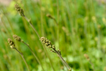 Coral Bells Apple Crisp flower buds