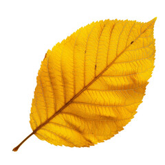 yellow dry leaf isolated on transparent background