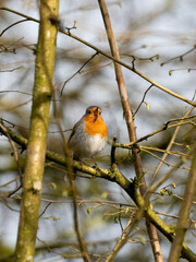 Rotkehlchen (Erithacus rubecula)