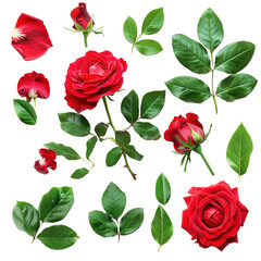 Different part of red rose flower green leaves isolated on white or transparent background
