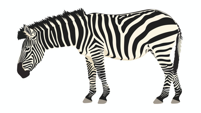 Zebra isolated on white background flat vector 