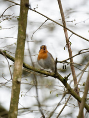 Rotkehlchen (Erithacus rubecula)