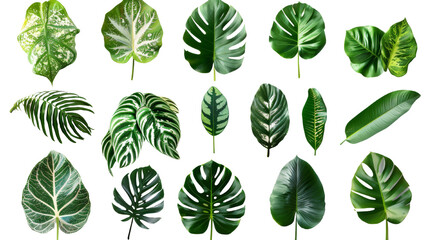 Natural of Beautiful Tropical green leaves isolated on Transparent Background - obrazy, fototapety, plakaty