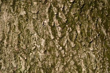 Common ash bark detail