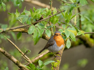 Rotkehlchen (Erithacus rubecula)