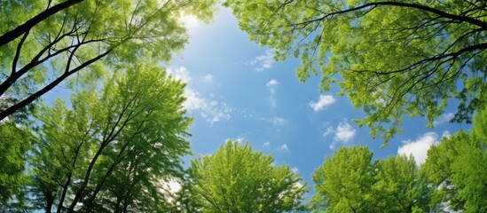 Obraz premium Lush Green Trees and Clear Blue Sky Background