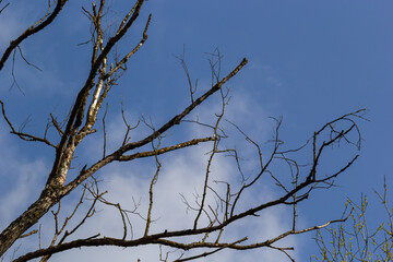 dry tree branches on a blue sky background, dead tree concept of environmental protection