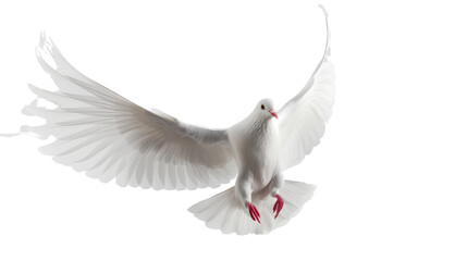 white dove flying on isolated transparent background
