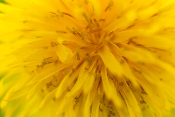 Dandelion Taraxacum officinale close-up. Yellow primrose. Bright spring background. Shallow depth of field, macro