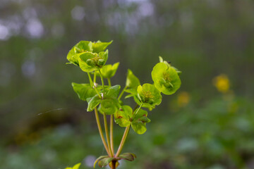 Close up of the yellow flowers of Cypress spurge Euphorbia cyparissias or leafy spurge Euphorbia esula - obrazy, fototapety, plakaty