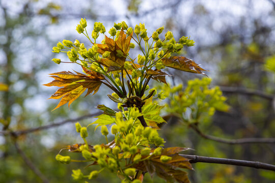 The maple Acer platanoides blooms before the leaves bloom. Yellow, fragrant maple flowers, blurred, natural background