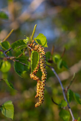 Close up view of flowering yellow catkins on a river birch tree betula nigra in spring, with blue sky background