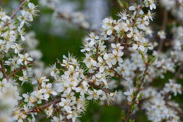 Prunus spinosa, Sloe white flowers in spring. Wild plant from the Rosaceae family witch produces...