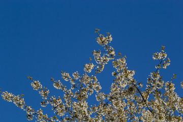Selective focus of beautiful branches of cherry blossoms on the tree under blue sky, Beautiful Sakura flowers during spring season in the park, Floral pattern texture, Nature background