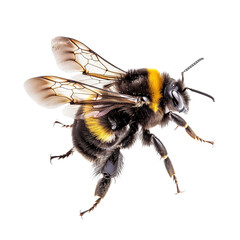 Flying bumblebee isolated on white or transparent background