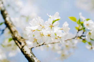 Branch of blooming cherry blossom flower with copy space. Outdoor shot filled with beautiful cherry blossoms in their soft white tones.