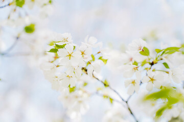 Branch of blooming cherry blossom flower with copy space. Outdoor shot filled with beautiful cherry blossoms in their soft white tones.