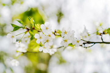 Branch of blooming cherry blossom flower with copy space. Outdoor shot filled with beautiful cherry blossoms in their soft white tones.