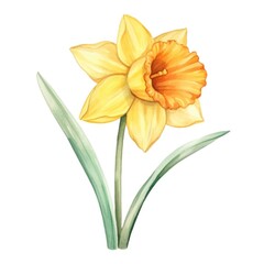 Fototapeta premium Daffodil yellow flower watercolor illustration. Floral blooming blossom painting on white background