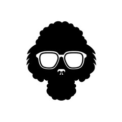 cool poodle dog wearing sunglasses