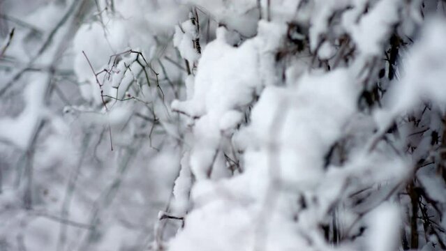 Close-up of freshly covered snowy branches