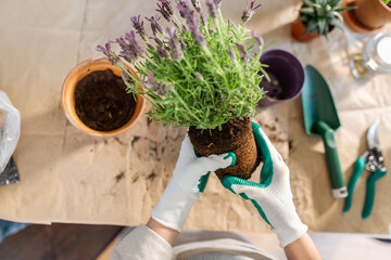 people, gardening and housework concept - close up of woman in gloves planting pot flowers at home - 767714278