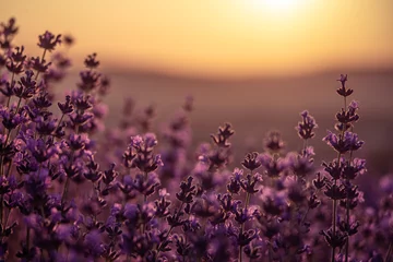  Lavender flower background. Violet lavender field sanset close up. Lavender flowers in pastel colors at blur background. Nature background with lavender in the field. © svetograph