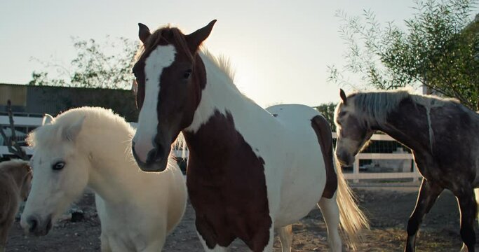 Portrait of horses at sunset in a beautiful ranch landscape. The beauty of animals, caring for them. High quality 4k footage