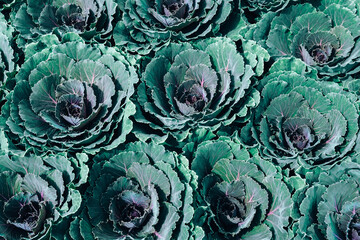 Obraz premium Patch of ornamental winter flowering kale or flowering cabbage.