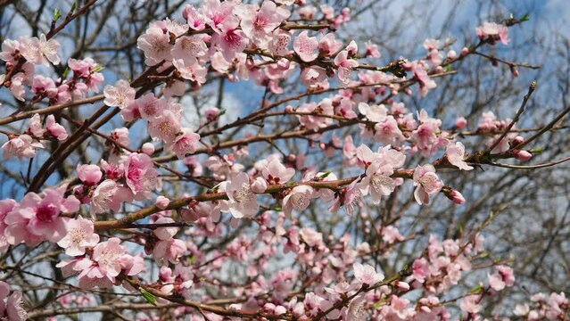 Apricot or peach branch with flowers in spring bloom. Pink purple spring flowers. Prunus armeniaca flowers with five white to pinkish petals. They are produced singly or in pairs in early spring