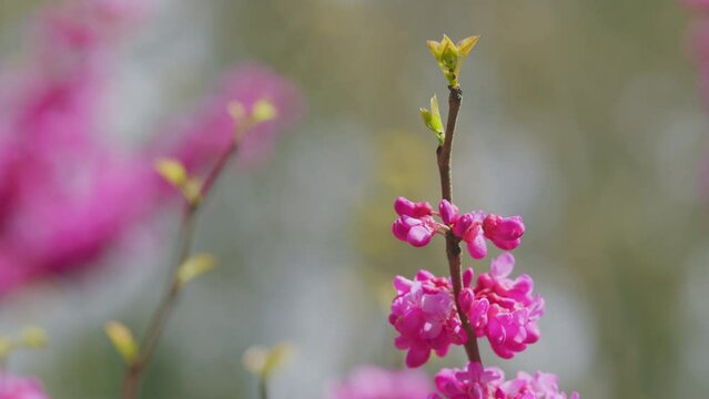 Cercis Siliquastrum Flowers. Stately Tree With Its Purple-Pink Spring Bloom. Close up.