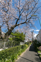 井草川遊歩道（東京都杉並区下井草4丁目25・井荻エリア）