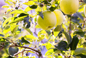yellow apples in a tree during autumn