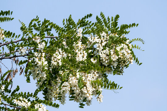 Gewöhnliche Robinie (Robinia pseudoacacia), im Frühjahr
