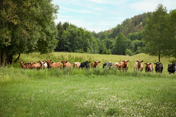 Naklejka na ściany i meble Cows are grazing on a summer meadow in Norway. Green hills of Southern Norway.