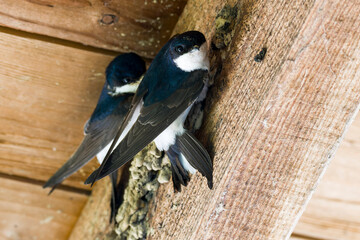 Mehlschwalben beim Nestbau im Frühjahr	